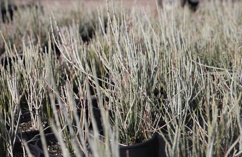 Red Yucca (Hesperaloe parviflora)