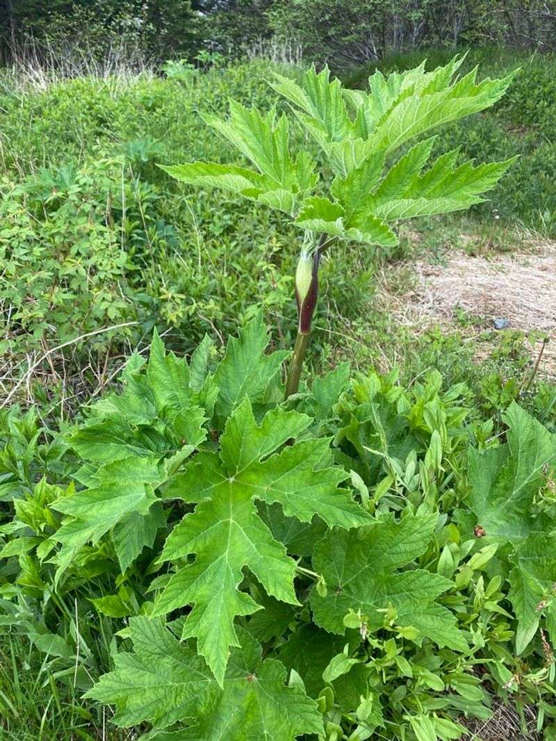 Giant Hogweed