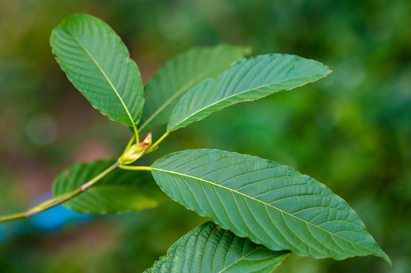 Tropical Kratom Plants