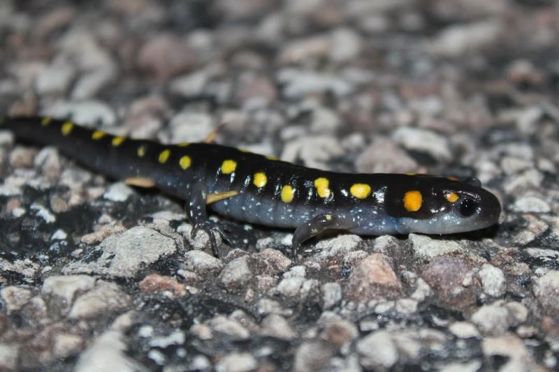 Endangered Or Threatened Salamanders And Frogs