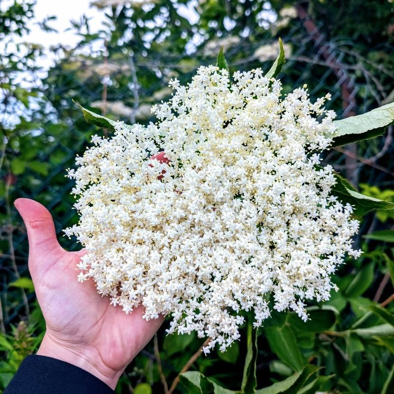 Elderflower (Sambucus Canadensis - Native Elderberry)
