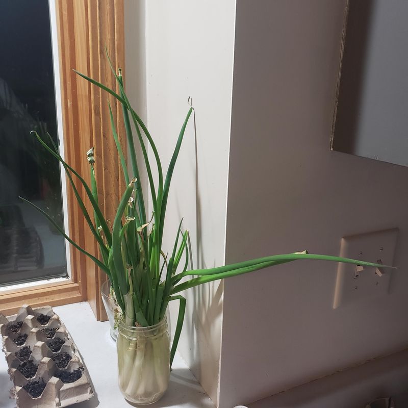 Maintain Proper Water Levels For Root Health