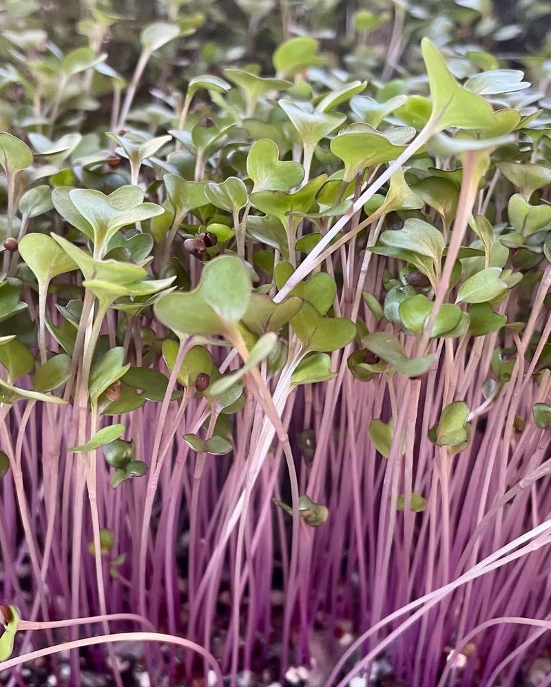 Kohlrabi Microgreens