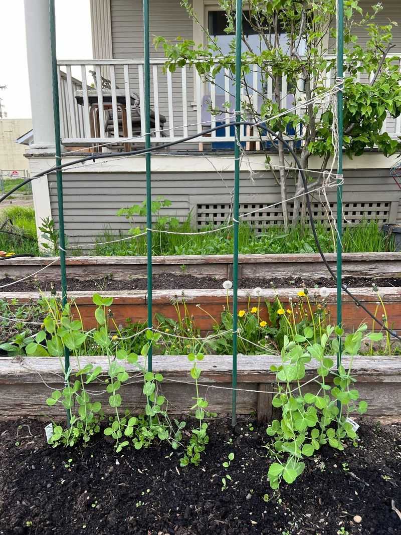 Peas You Can Start Indoors Or Early Outdoors