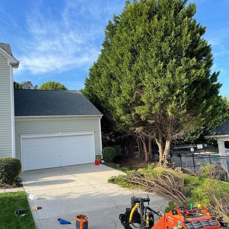 Planting Trees Too Close To Homes And Driveways