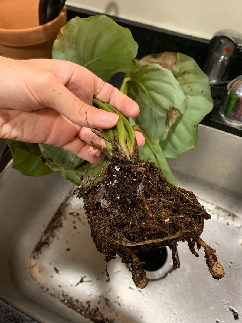 Remove Affected Plants Quickly