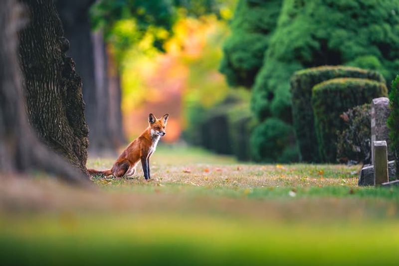 Use Deterrents To Discourage Future Visits