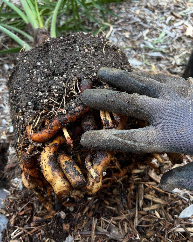 Firm And Regrade Soil Around The Root Zone