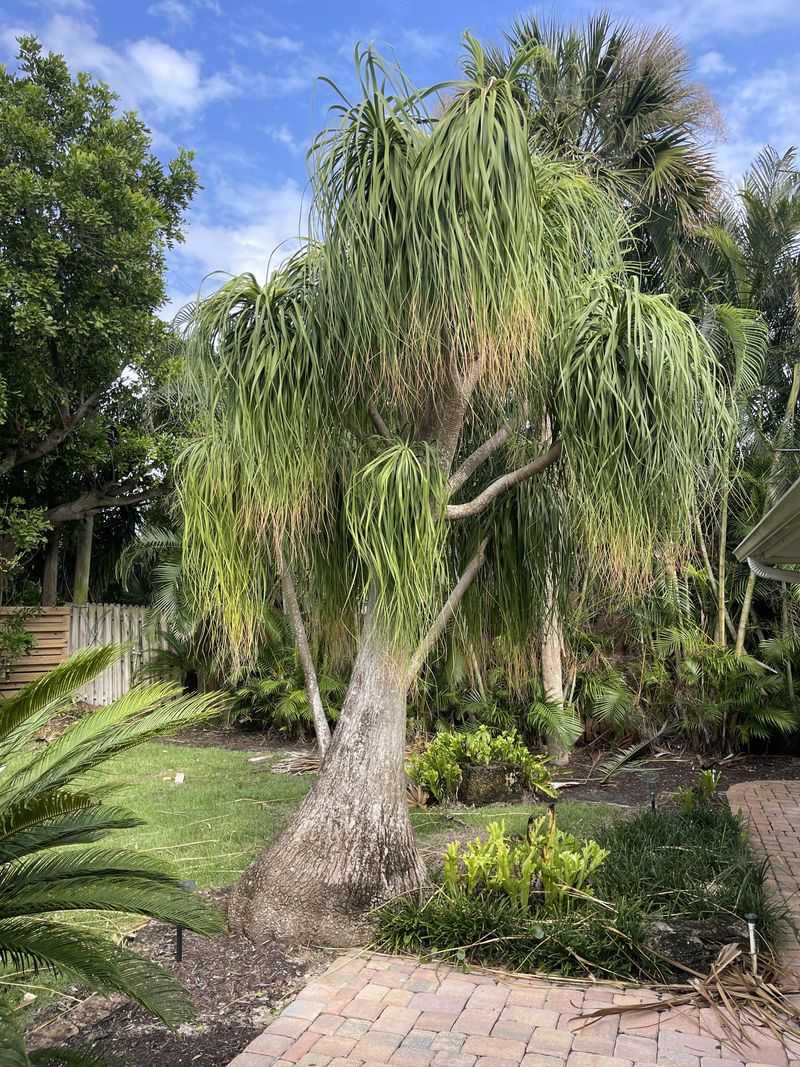 Straighten The Palm While Roots Are Still Flexible