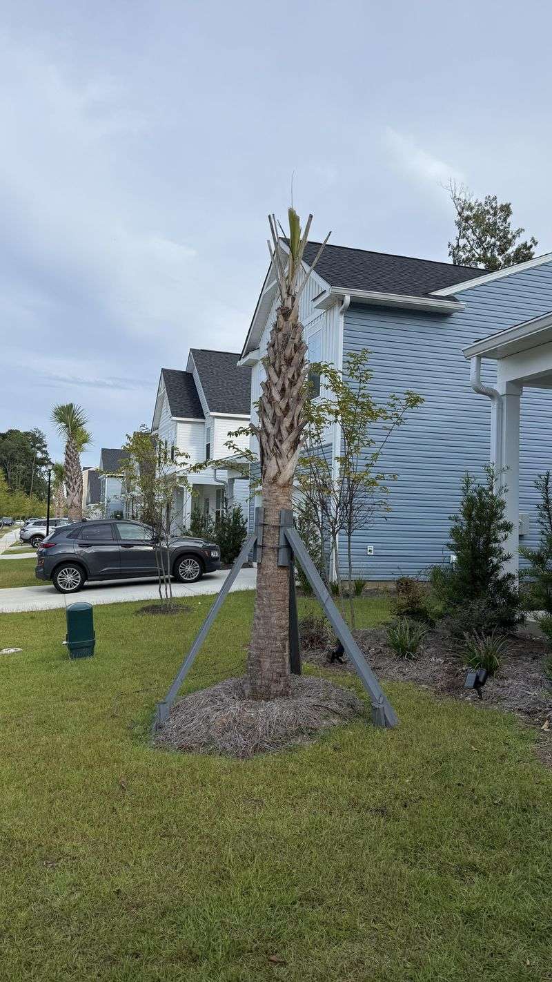 Straighten The Palm Slowly To Avoid Root Stress