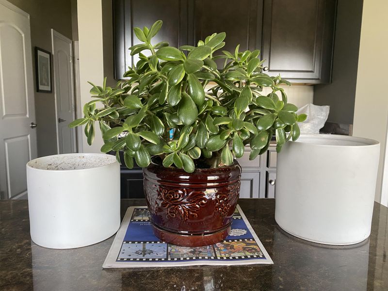 Make Sure Pots Drain Properly