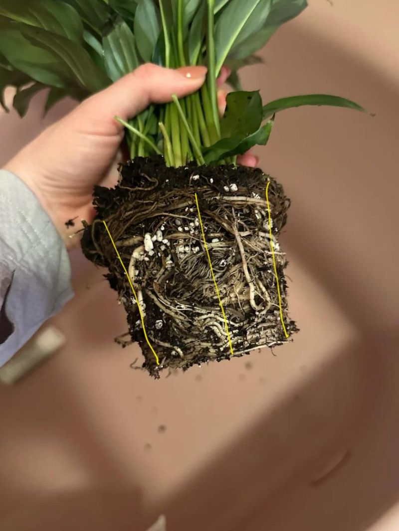 Examine Roots For Crowding And Pot Size Issues