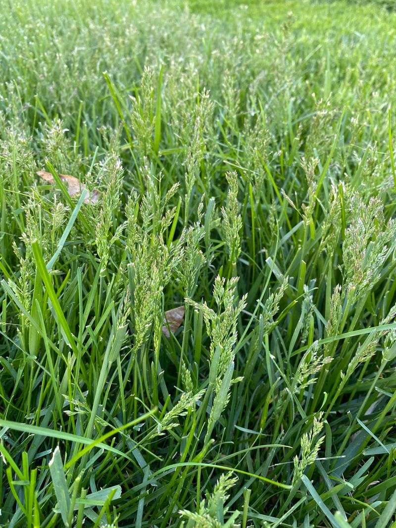 Press On Blades To Test Growth