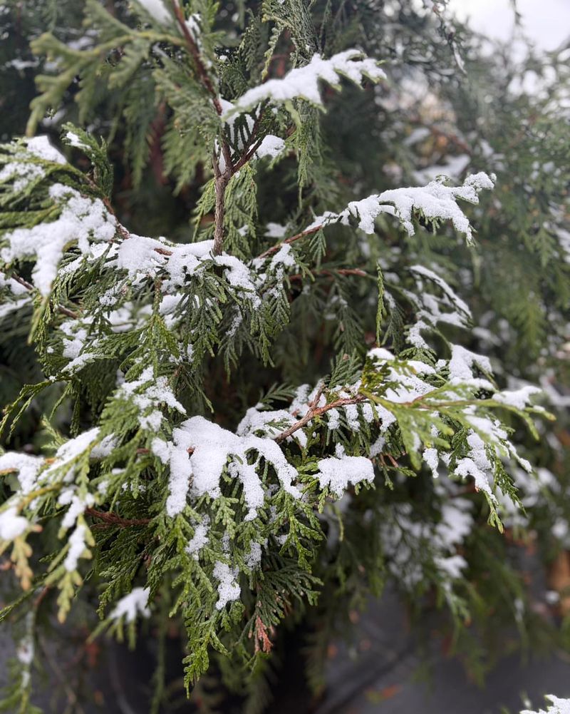 Protect Vulnerable Plants From Extreme Cold And Wind