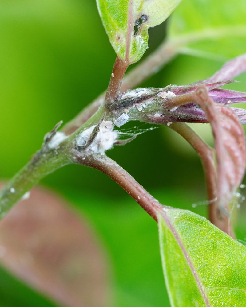 Ignoring Pest Monitoring Allows Winter Infestations