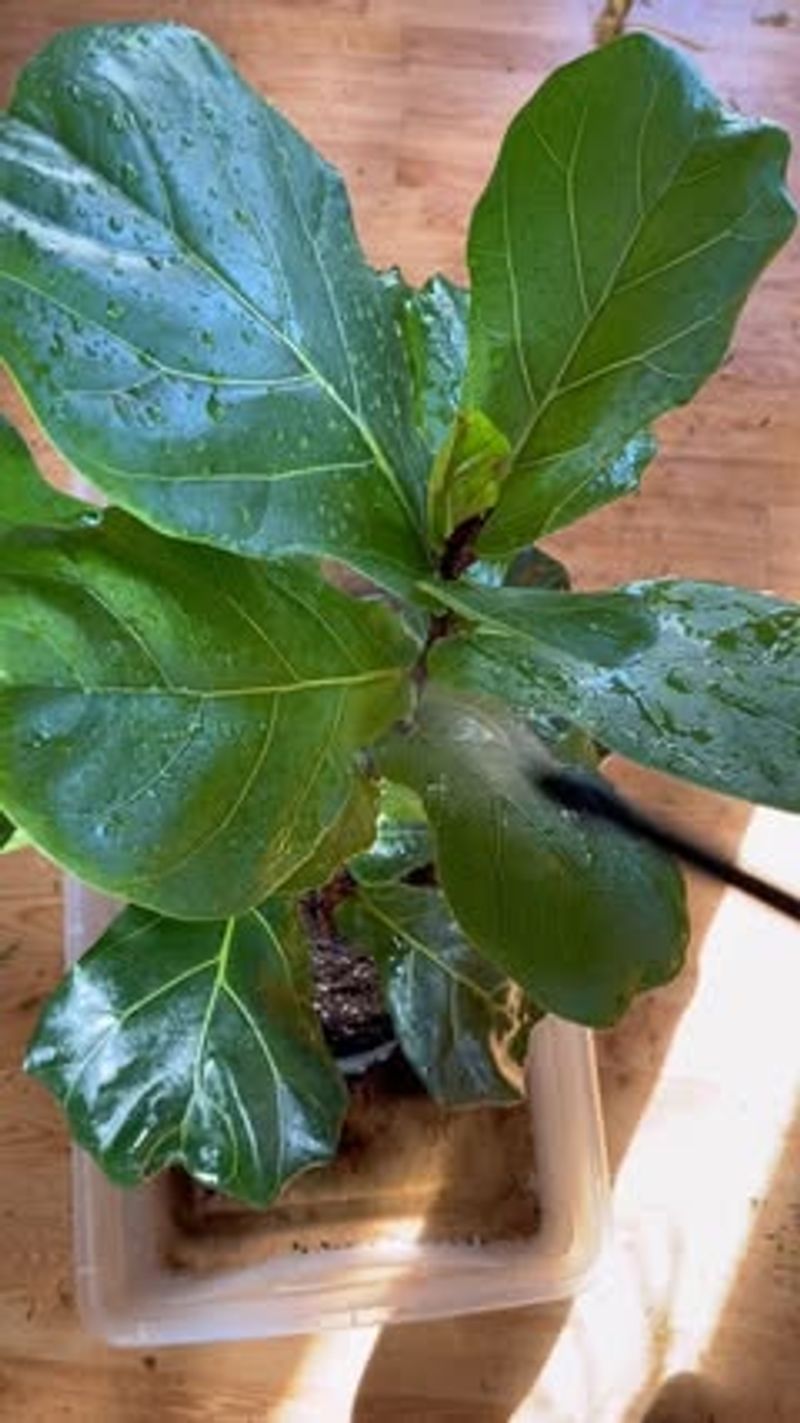 Dusting Leaves Monthly For Better Photosynthesis