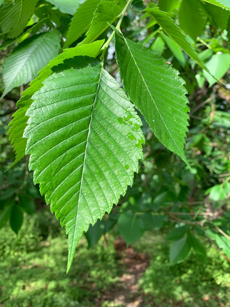 Healthy Trees Can Often Tolerate Limited Damage