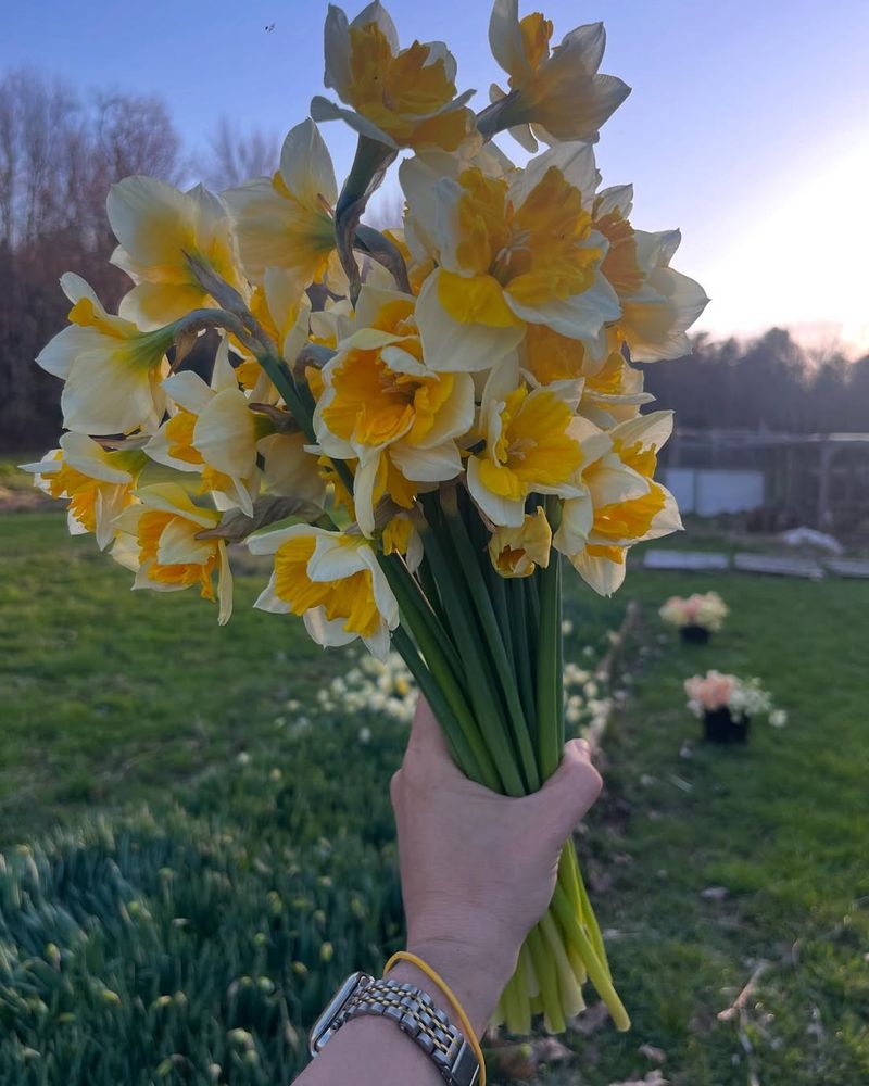 Daffodils