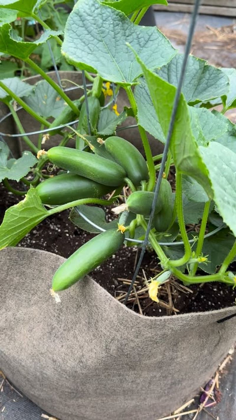 Bush Cucumbers