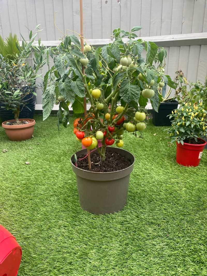 Patio Tomatoes