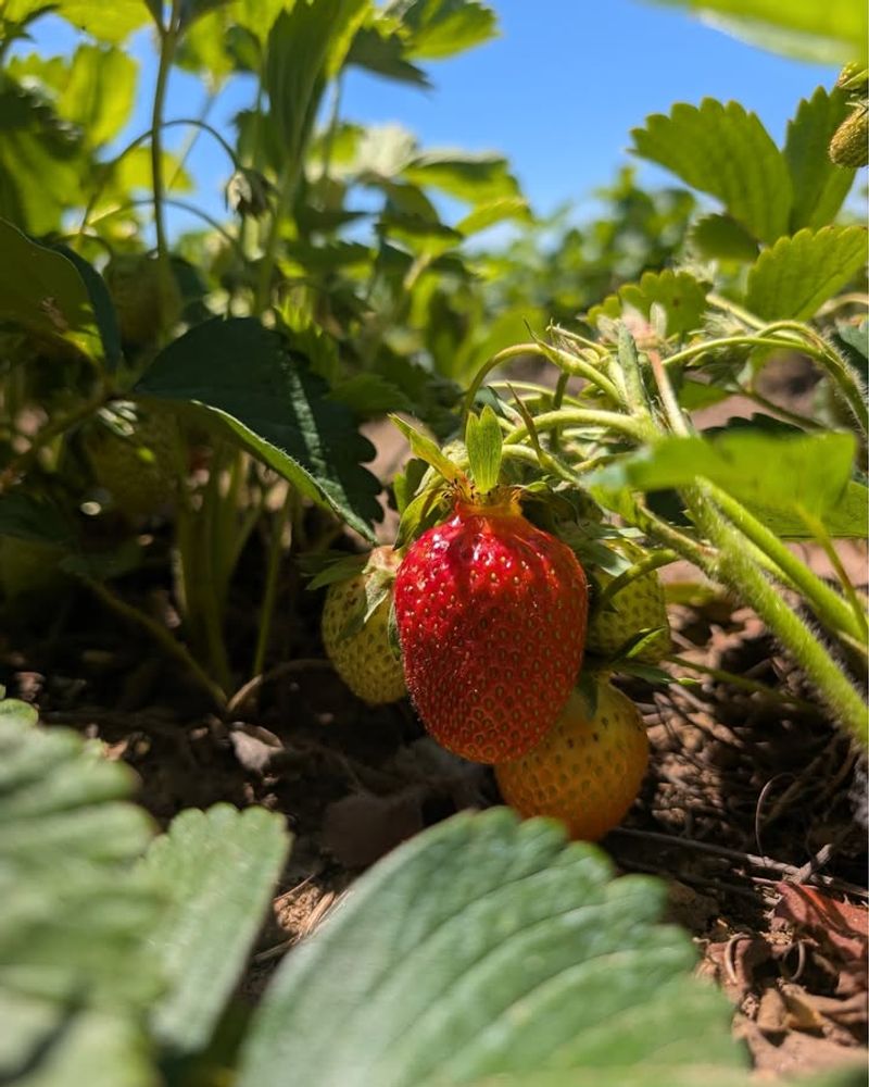 Strawberry Plants