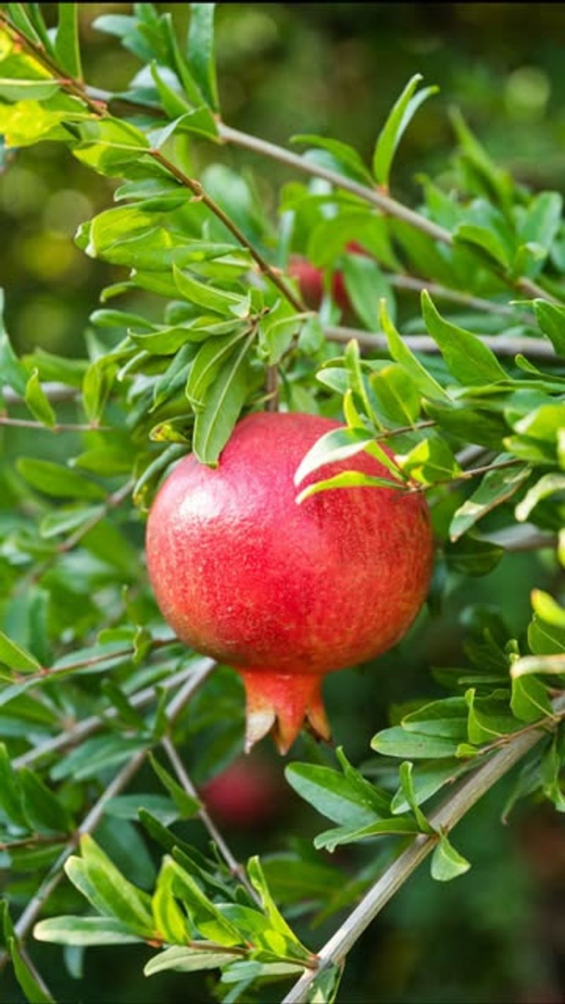 Pomegranate Trees