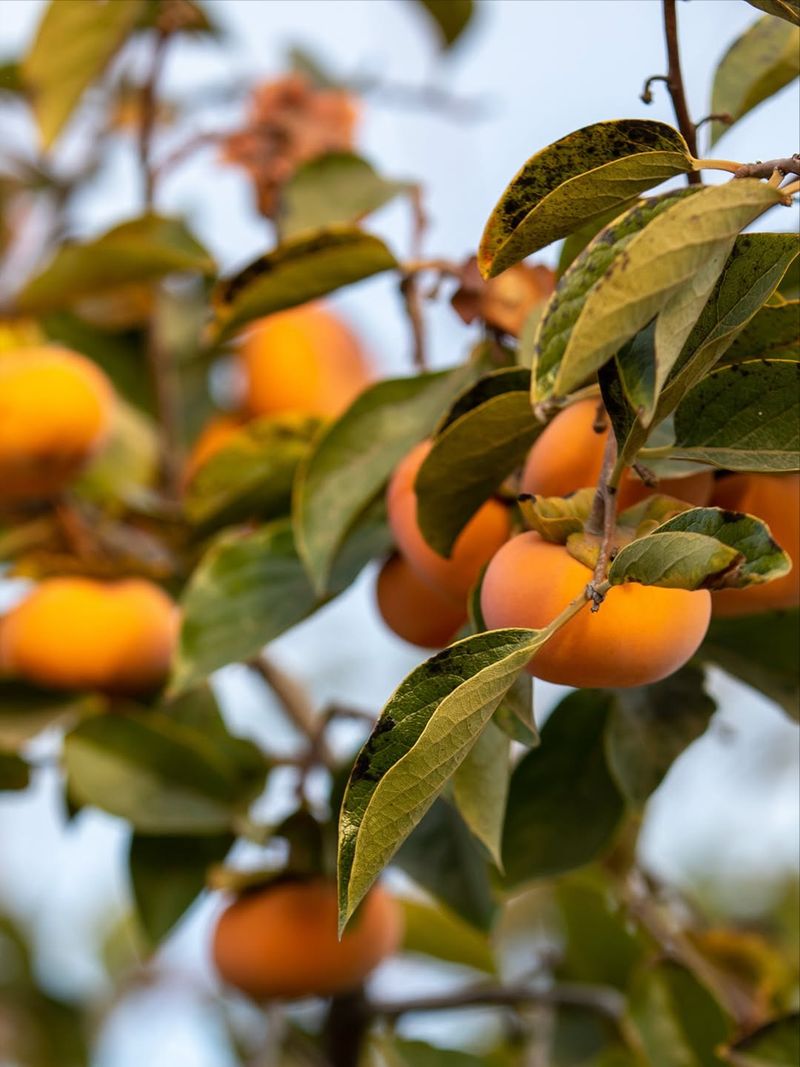 Persimmon Trees