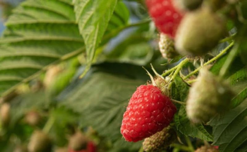 Raspberry Bushes