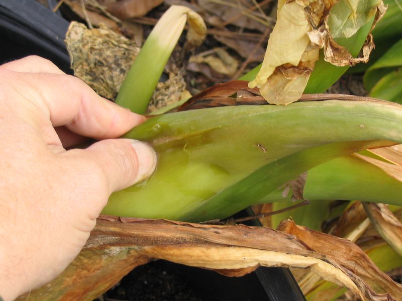 What New York Gardeners Should Do Once Damage Is Found