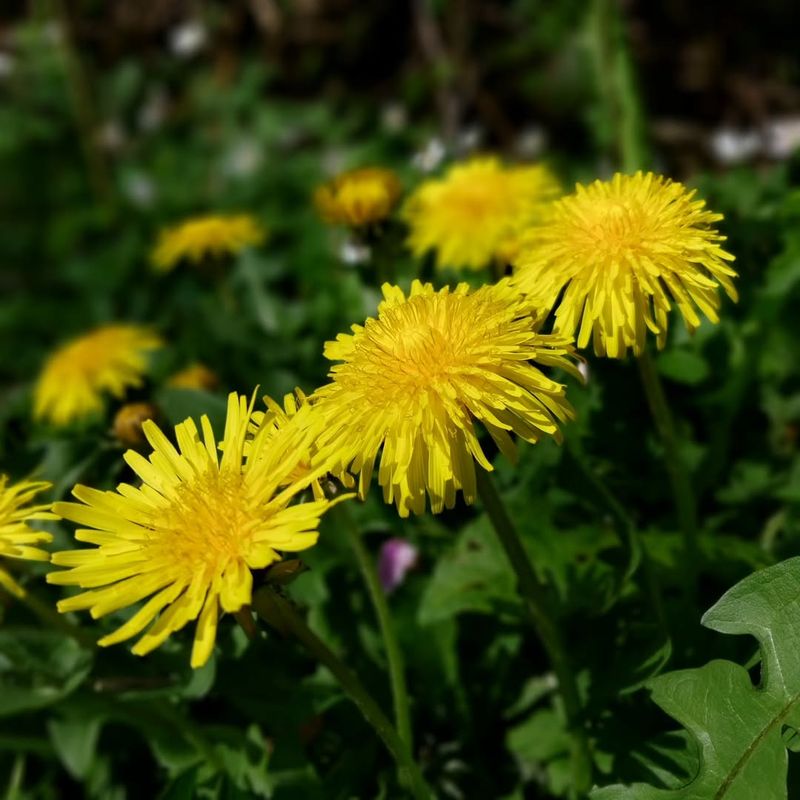 Dandelion (Taraxacum Officinale)