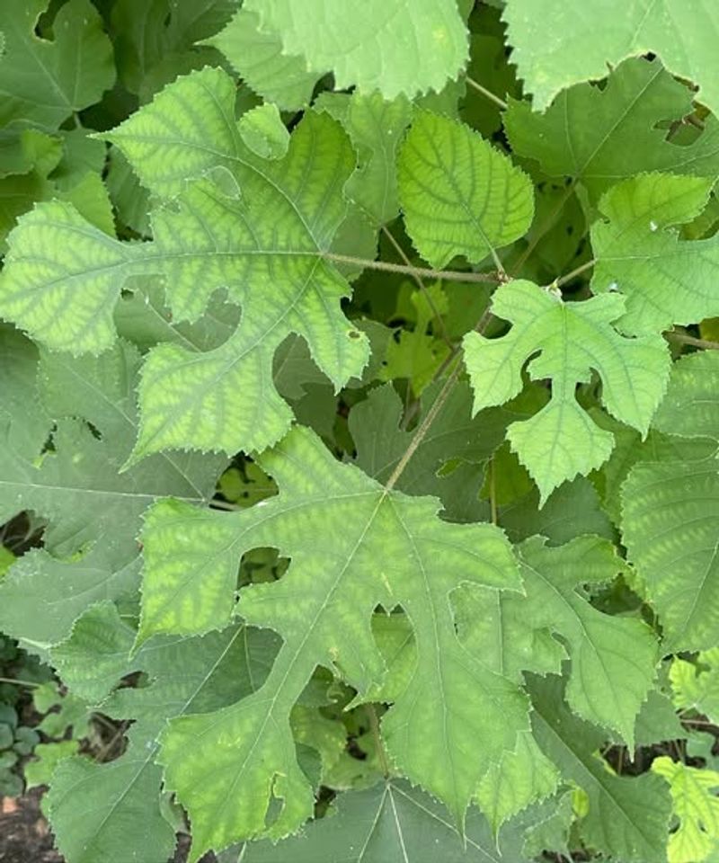 Paper Mulberry (Broussonetia Papyrifera)