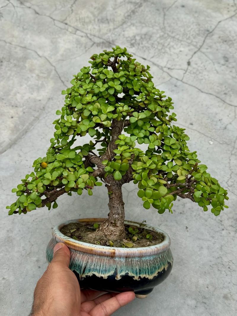 Jade Plant