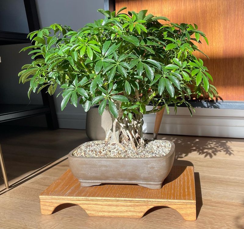 Hawaiian Umbrella Tree (Schefflera Arboricola)