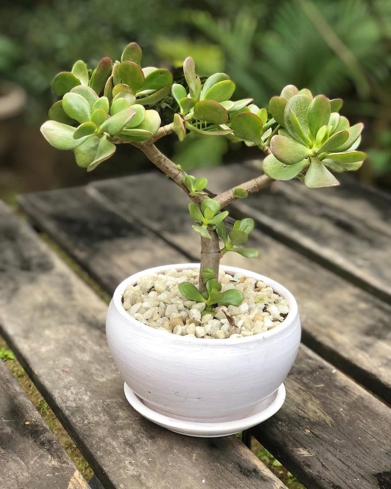 Jade Plant