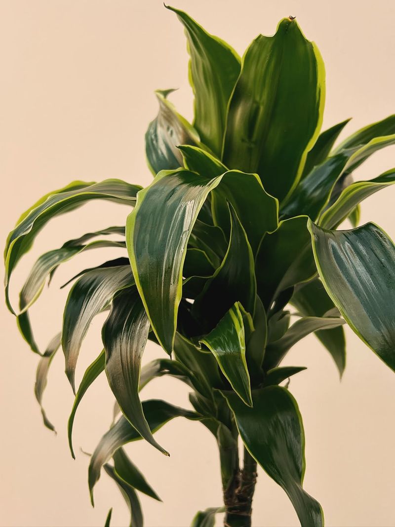 Dracaena
