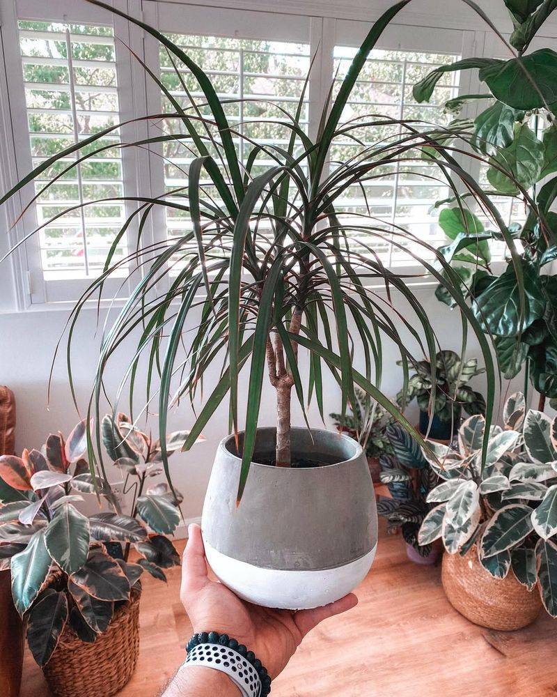 Dracaena