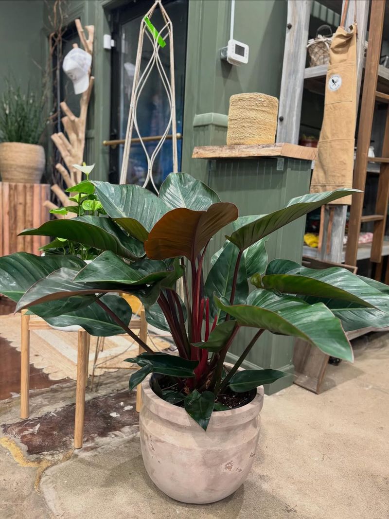 Philodendron