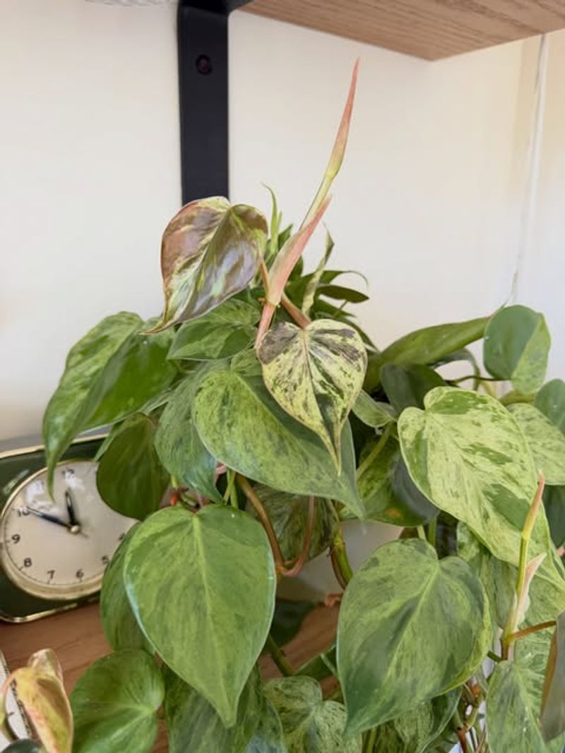 Heartleaf Philodendron