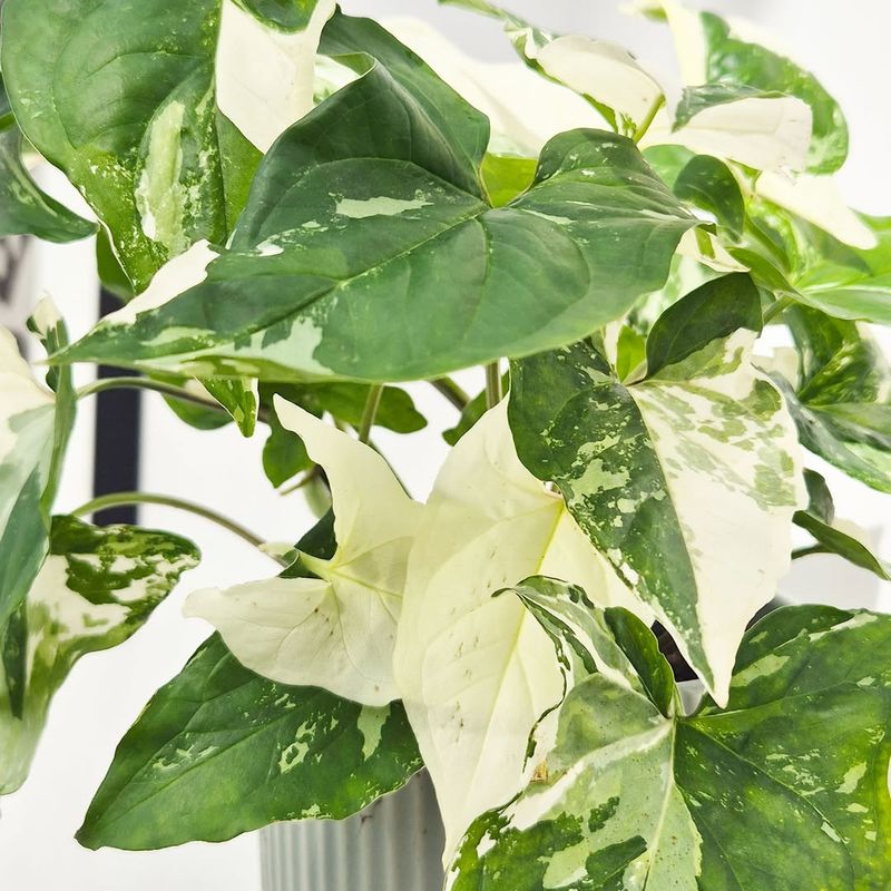 Arrowhead Plant (Syngonium)