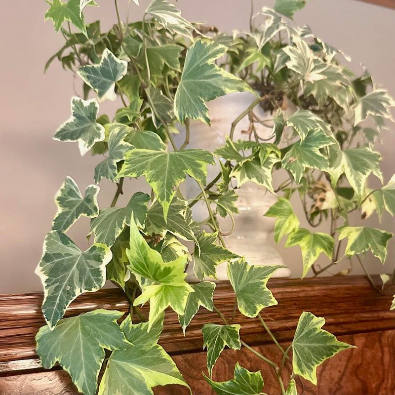 English Ivy (Hedera Helix, Indoor Use Only)