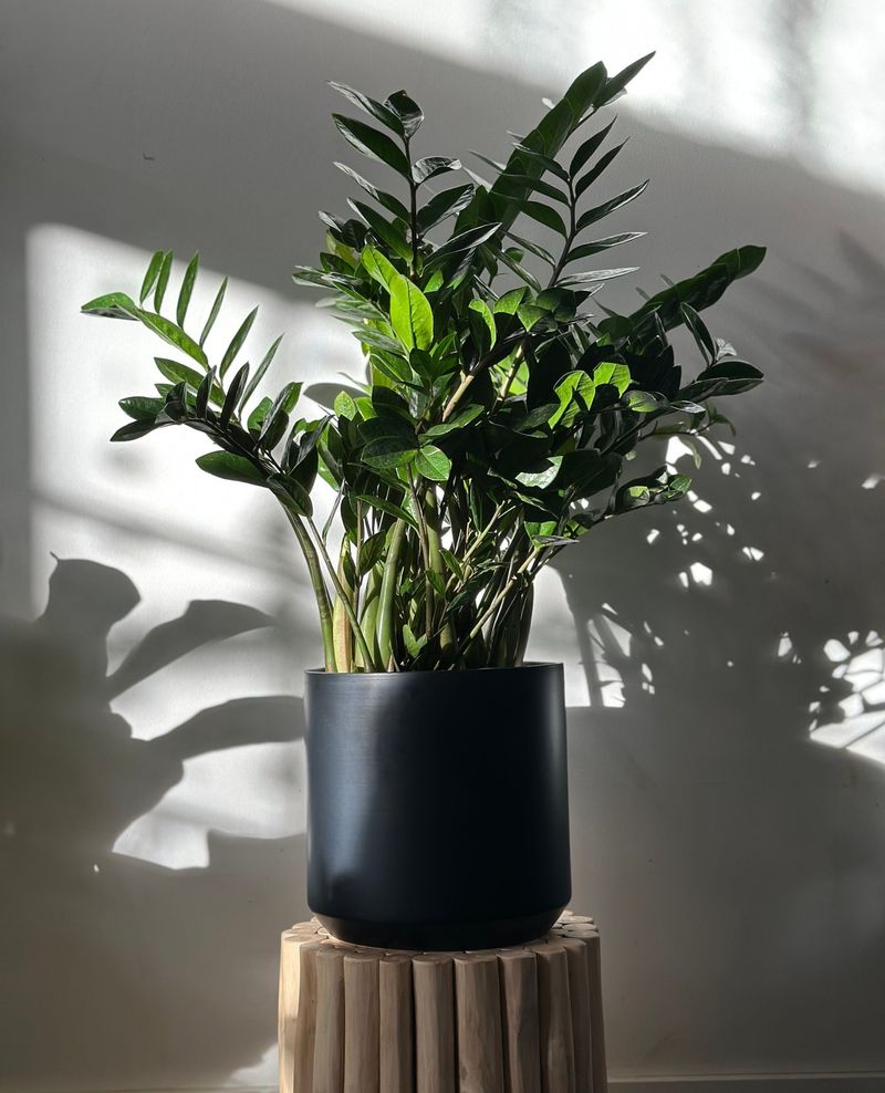 ZZ Plant (Zamioculcas Zamiifolia)