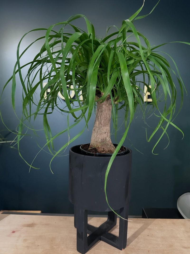 Ponytail Palm (Beaucarnea Recurvata)