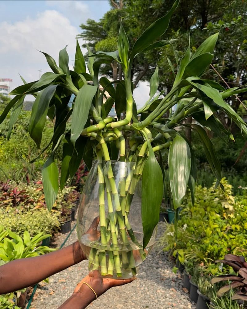 Lucky Bamboo (Dracaena Sanderiana)
