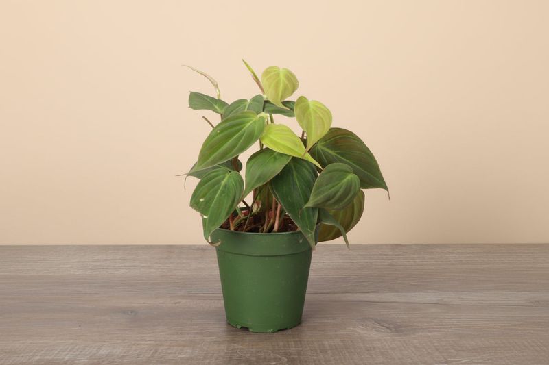 Philodendron For Comforting, Relaxed Energy