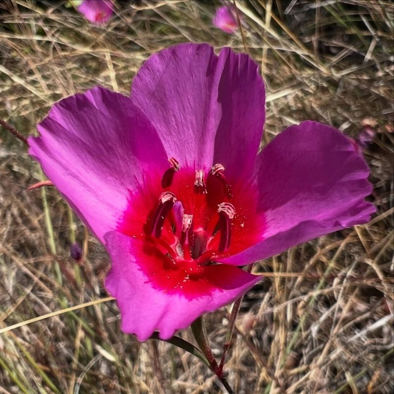 Farewell-To-Spring (Clarkia Rubicunda)
