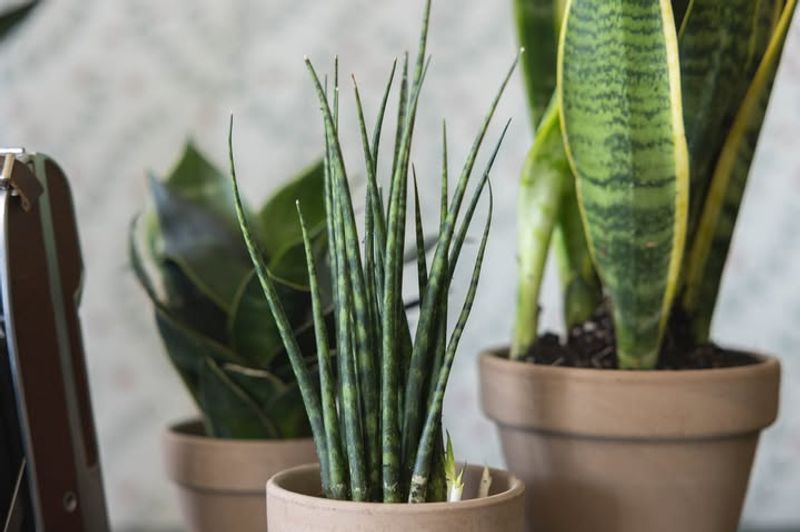Snake Plant