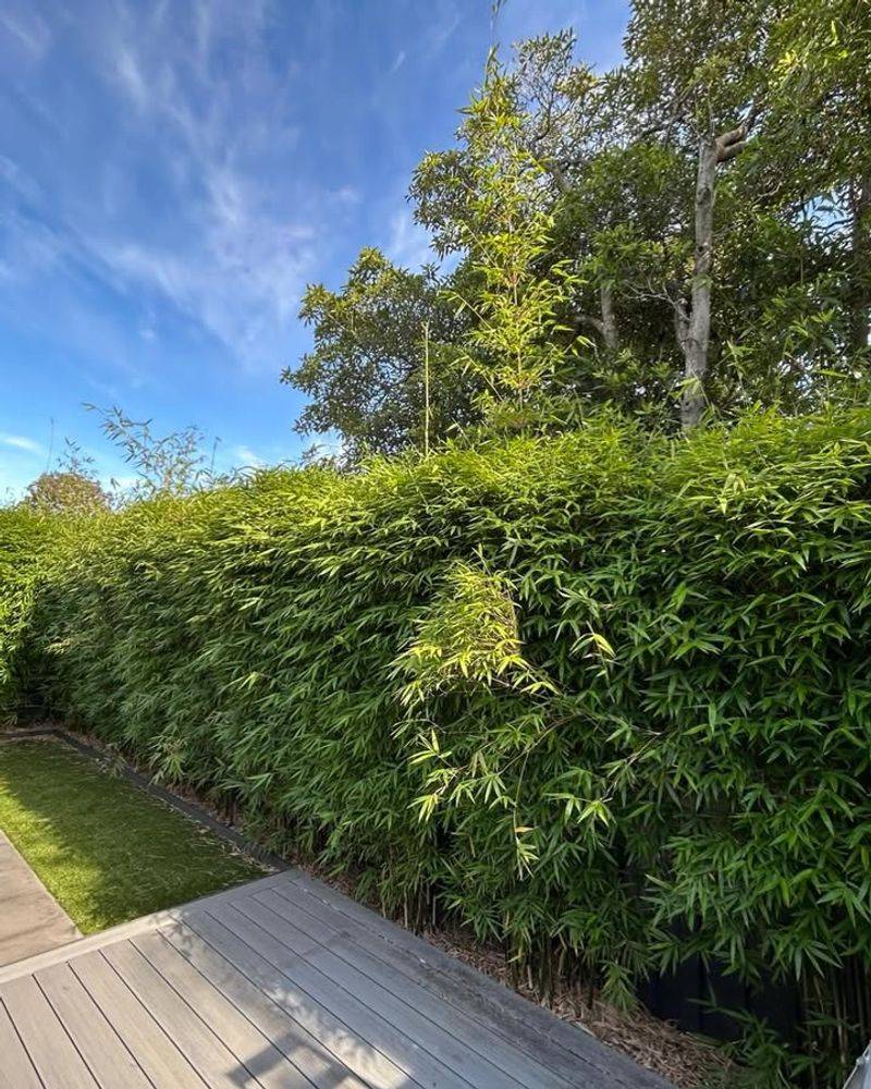 Bamboo (Running Varieties)