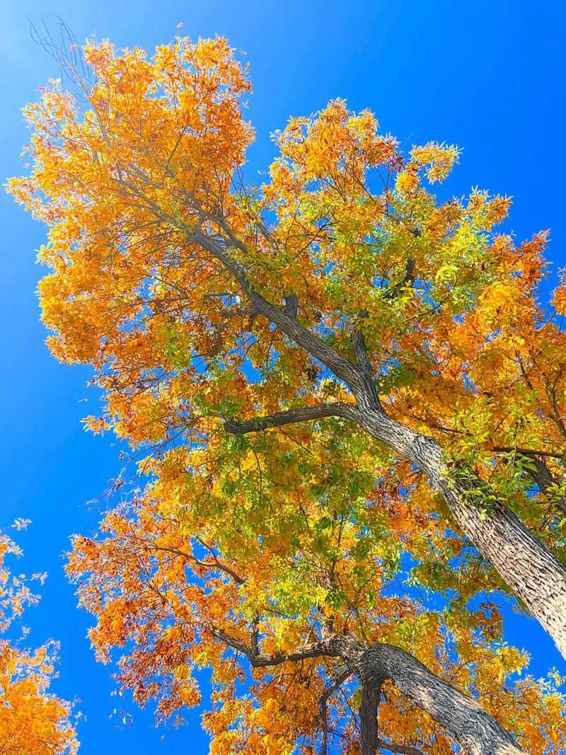 Arizona Ash (Fraxinus Velutina)