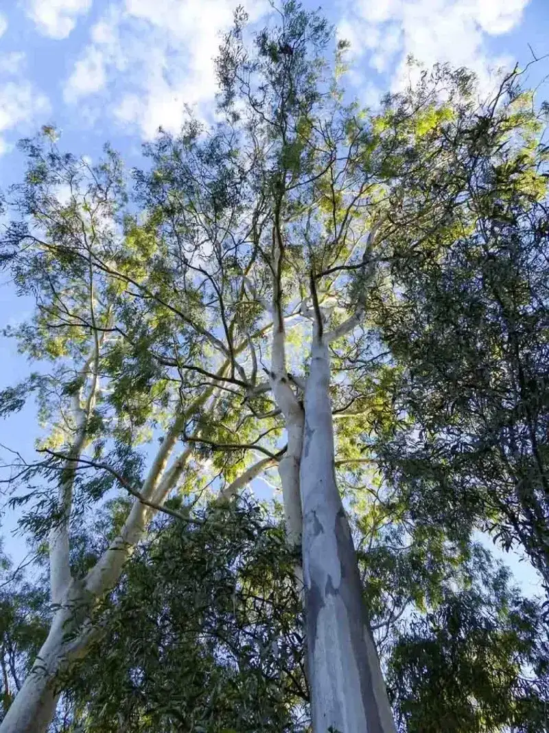 Eucalyptus (Eucalyptus Species — Limited Use In South Georgia)