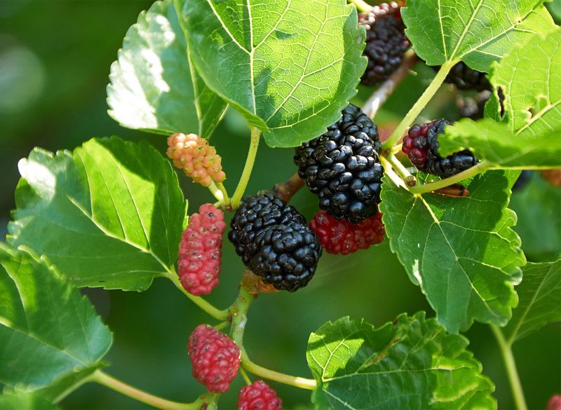 Mulberry Trees